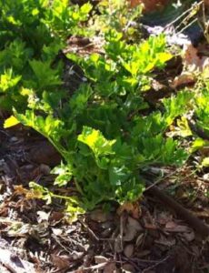 HOMEGROWN Life: Growing Tender Celery Image